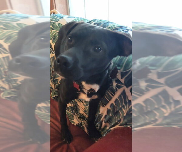 Medium Photo #2 Labrador Retriever-Unknown Mix Puppy For Sale in Boston, MA, USA