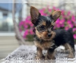 Small #5 Yorkshire Terrier