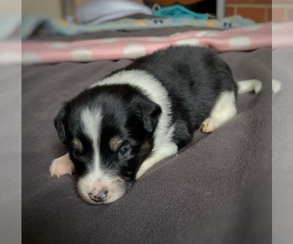 Medium Photo #2 Border Collie-Papillon Mix Puppy For Sale in CULPEPER, VA, USA
