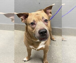 American Pit Bull Terrier-Unknown Mix Dogs for adoption in Las Vegas, NV, USA