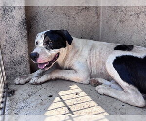 American Pit Bull Terrier-Unknown Mix Dogs for adoption in Oklahoma City, OK, USA