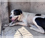 Small American Pit Bull Terrier Mix