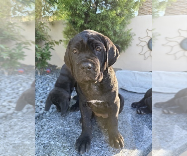 Medium Photo #27 Cane Corso Puppy For Sale in WOODLAND HILLS, CA, USA