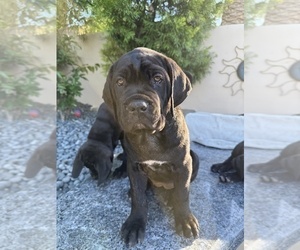 Medium Cane Corso