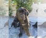 Puppy Coco Cane Corso