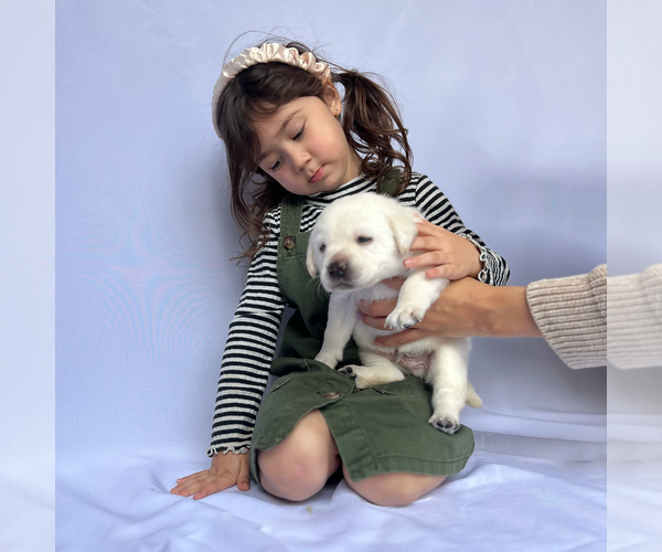 Medium Photo #11 Labrador Retriever Puppy For Sale in LONG BEACH, CA, USA