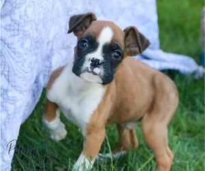 Boxer Puppy for sale in SHIPSHEWANA, IN, USA