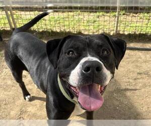 DARLA - Female Mutt Dog for Adoption - Photo #2