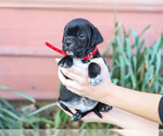 Small #2 Jug-Treeing Walker Coonhound Mix