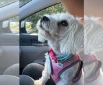 Small #3 Maltese Mix