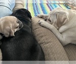 Puppy 3 Pug