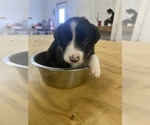 Small Photo #6 Border Collie Puppy For Sale in SAINT JAMES, MO, USA