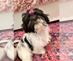 Small Shih Tzu