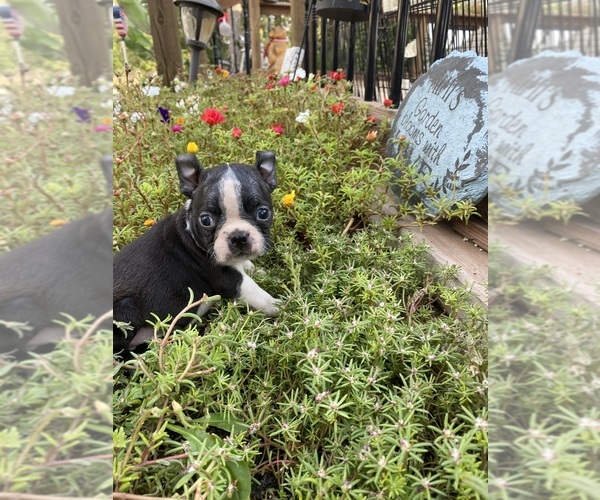 Medium Photo #5 Boston Terrier Puppy For Sale in FREDONIA, KS, USA