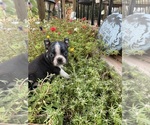 Small #4 Boston Terrier