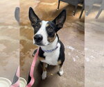 Small #4 Australian Kelpie Mix