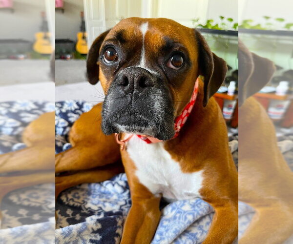 Medium Photo #3 Boxer Puppy For Sale in Austin, TX, USA