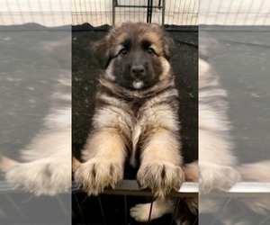 German Shepherd Dog Puppy for sale in STEPHENSON, VA, USA