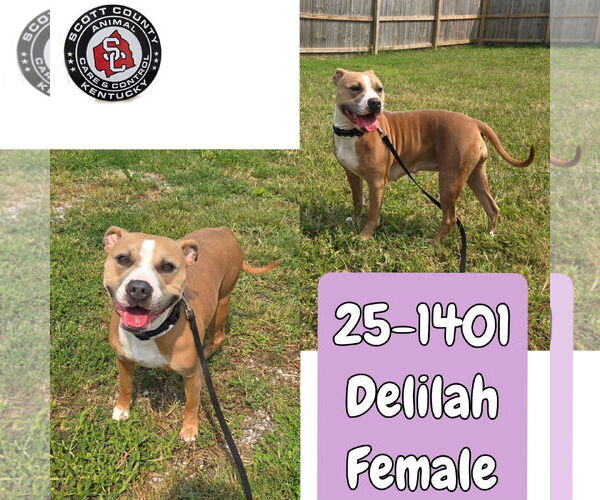 Medium Photo #1 American Pit Bull Terrier-Unknown Mix Puppy For Sale in Georgetown, KY, USA