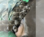 Small Photo #14 Labrador Retriever Puppy For Sale in REDDING, CA, USA