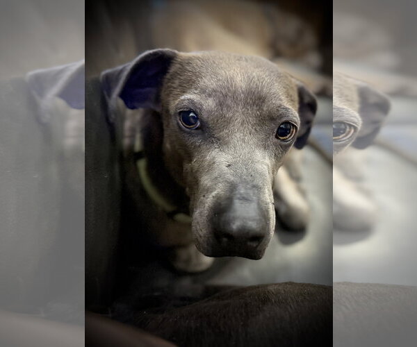Medium Photo #5 Labrador Retriever-Unknown Mix Puppy For Sale in Sandy, UT, USA