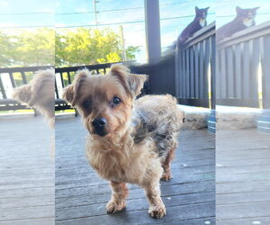 Louie - M - Male Maltese-Unknown Mix Dog for Adoption - Photo #6