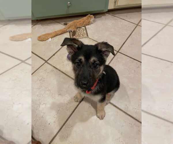 Medium Photo #9 German Shepherd Dog Puppy For Sale in West Sacramento, CA, USA