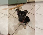 Small #8 German Shepherd Dog