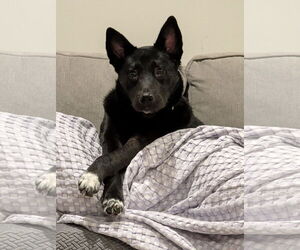 German Shepherd Dog-Unknown Mix Dogs for adoption in La Grange , NC, USA