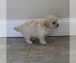 Small Photo #5 Maltipoo Puppy For Sale in MANHEIM, PA, USA