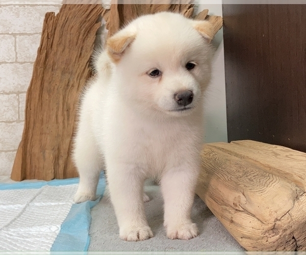 Medium Photo #1 Shiba Inu Puppy For Sale in MANHATTAN, NY, USA