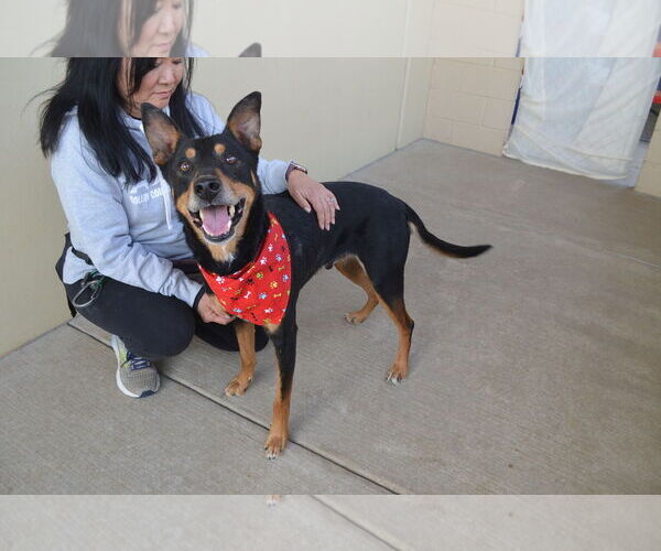 Medium Photo #1 Doberman Pinscher-Unknown Mix Puppy For Sale in McKinney, TX, USA