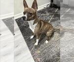 Small #1 Boglen Terrier