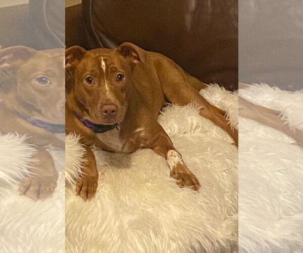 Medium Photo #3 Mutt Puppy For Sale in Holly Springs, NC, USA