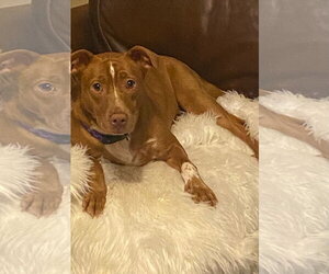 Campbell - Female Mutt Dog for Adoption - Photo #3
