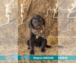 Small --Labrador Retriever Mix