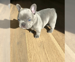 French Bulldog Puppy for sale in ORANGEVALE, CA, USA
