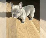 Small Photo #1 French Bulldog Puppy For Sale in ORANGEVALE, CA, USA