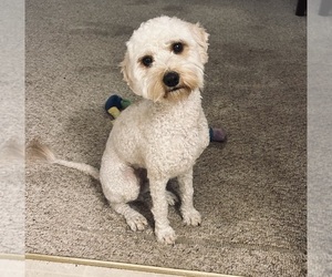 Goldendoodle (Miniature) Puppy for sale in ISANTI, MN, USA