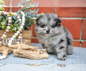 Pomeranian Litter for sale in DECATUR, IN, USA