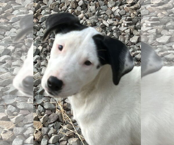 Medium Photo #2 Labrador Retriever-Unknown Mix Puppy For Sale in Rockaway, NJ, USA