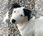 Small #1 Labrador Retriever Mix