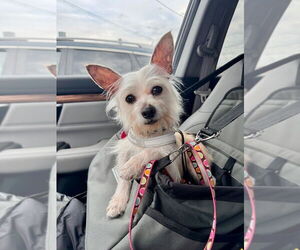 Mutt Dogs for adoption in Claremore, OK, USA