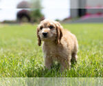 Small Photo #7 Cocker Spaniel-Poodle (Miniature) Mix Puppy For Sale in WARSAW, IN, USA