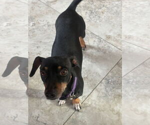 Dachshund Dogs for adoption in Menifee, CA, USA