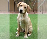 Small Photo #1 Golden Labrador Puppy For Sale in Glendale , AZ, USA