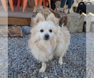 Pomeranian-Unknown Mix Dogs for adoption in Vail, AZ, USA