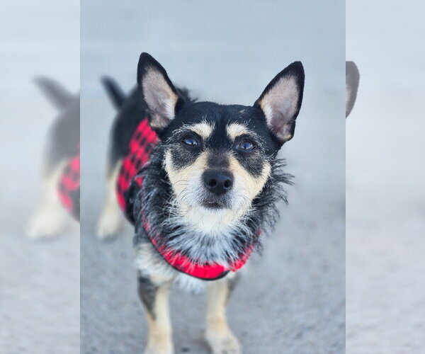 Medium Photo #8 Chihuahua-Unknown Mix Puppy For Sale in Sandy, UT, USA