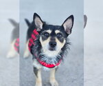 Small #7 Chihuahua Mix