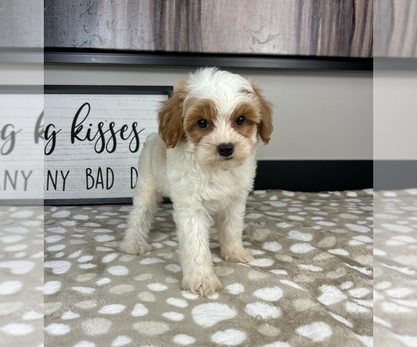 Medium Photo #4 Cavapoo Puppy For Sale in INDIANAPOLIS, IN, USA